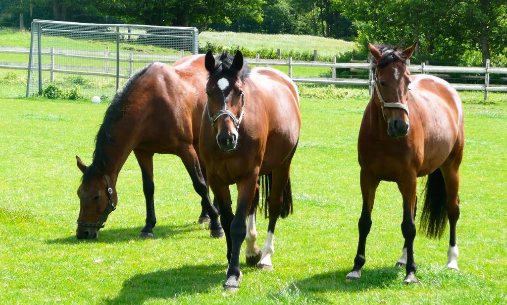 Ponyhof Naeve Am Wittensee Groß Wittensee Kültér fotó
